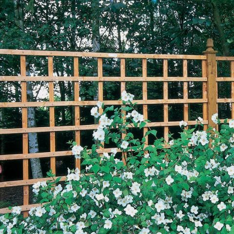 Product photograph of Forest 6 X 6 Heavy Duty Square Garden Trellis Fence Panel 1 83m X 1 83m from Buy Sheds Direct
