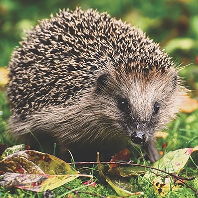 How can gardening help hedgehogs?