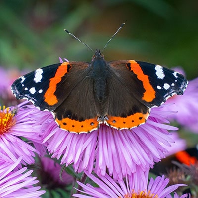 Garden butterfly numbers drop 20 % in the UK