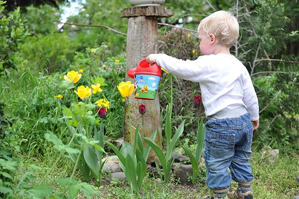 a little boy with a brightly coloured watering can watering daffodils in the garden