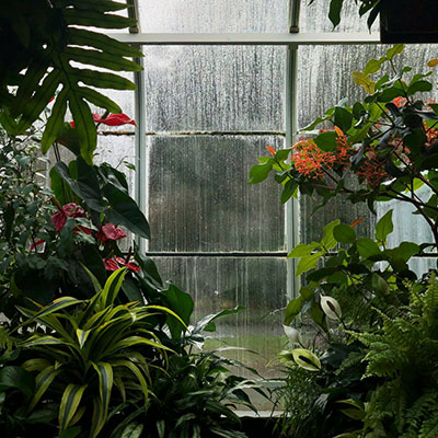 Your Guide to Buying a Greenhouse