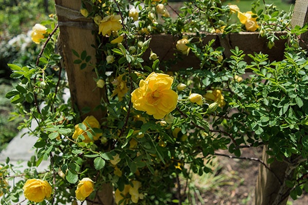 yellow climbing roses growing up trellis