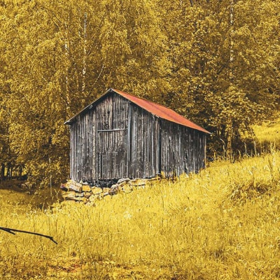 an old shed at the edge of a forest