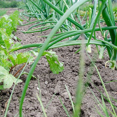 A guide to growing 9 popular spring vegetables