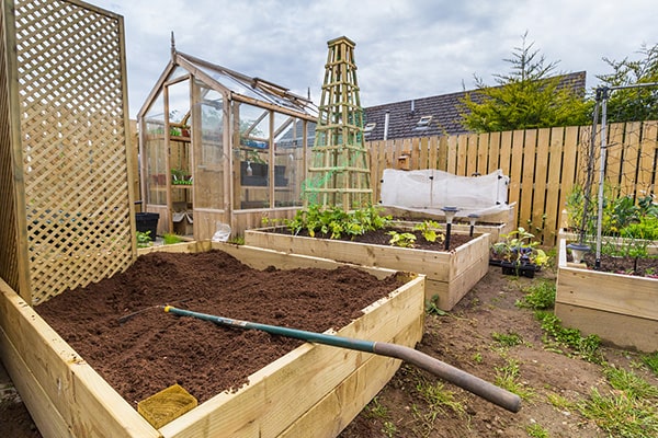 vegetables growing in raised beds in an allotment