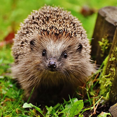 a hedgehog by a garden border roll