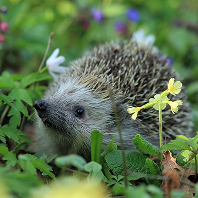 a hedgehog amongst garden flowers