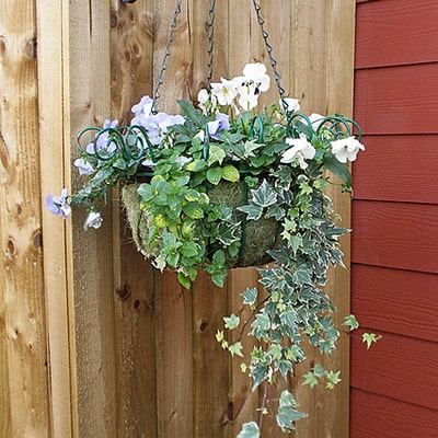 hanging basket on a garden shed