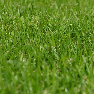 a close up of a lawn