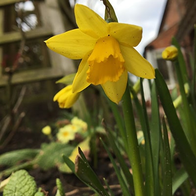 daffodils bright yellow