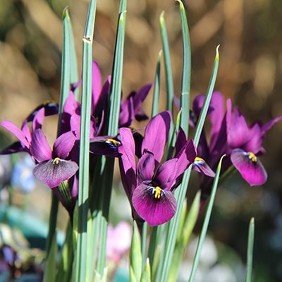 purple irises 