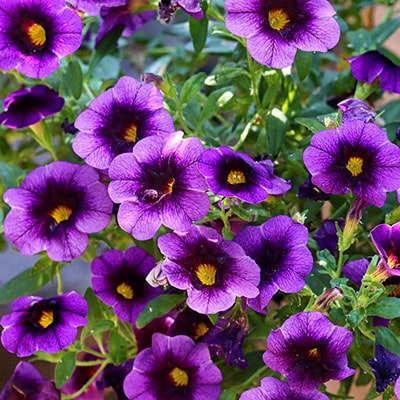 Lots of purple petunias in a July garden.