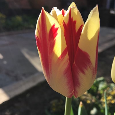 a red and yellow tulip