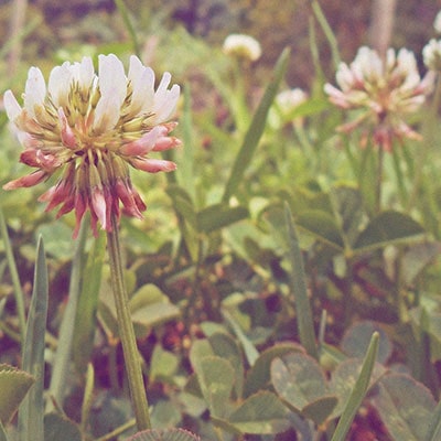 white clover weeds on a lawn