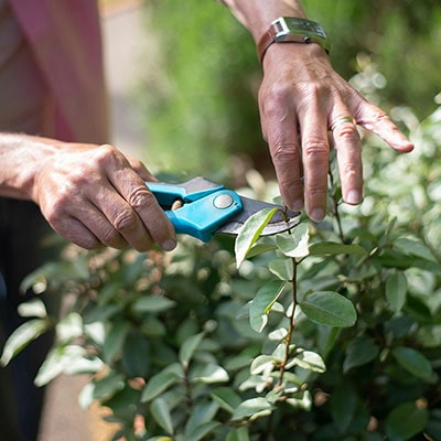 a gardener taking a cutting from a plant