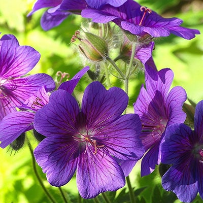 purple geraniums growing in a greenhouse
