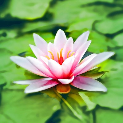 a pink lotus plant