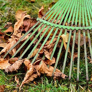 a green garden rake and dried leaves