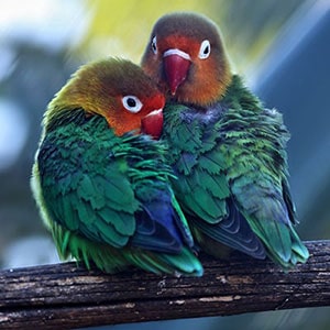 2 lovebirds sitting on a branch