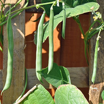 french beans growing up a trellis panel