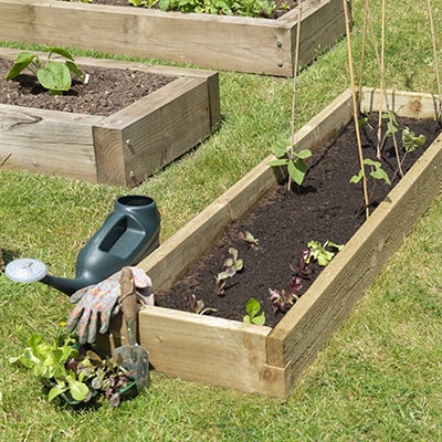 long wooden raised bed for allotments and gardens