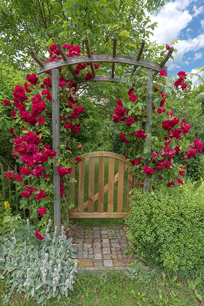 A pergola Arch with roses and a gate