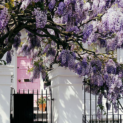 Purple wisteria growing outside a white house.