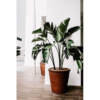 A houseplant with large green leaves, sitting in a brown pot