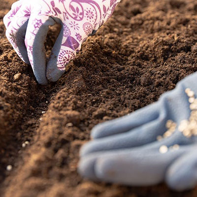 Gloved hands planting seeds in soil.