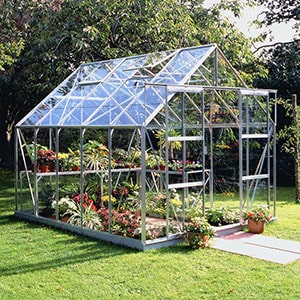 A silver-framed greenhouse, full of plants, positioned on a lawn, with paving slabs in front of the doors.