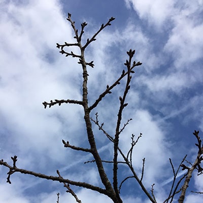 the top of a cherry tree, in winter, without any leaves