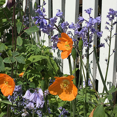 bluebells and orange Welsh poppies growing in a garden