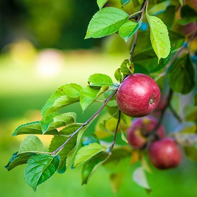 red apples growing on an apple tree