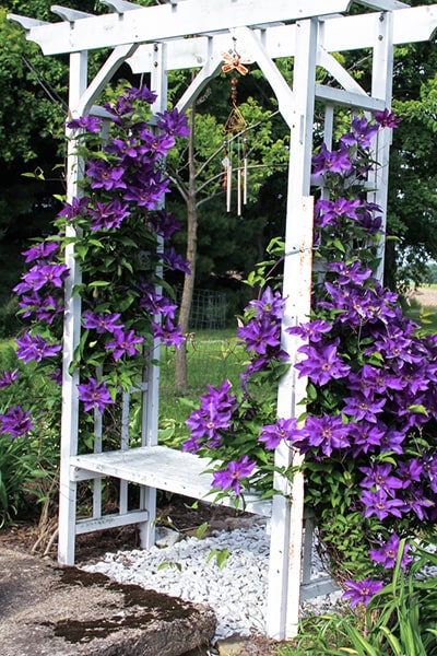 Wooden garden arbour covered in purple clematis