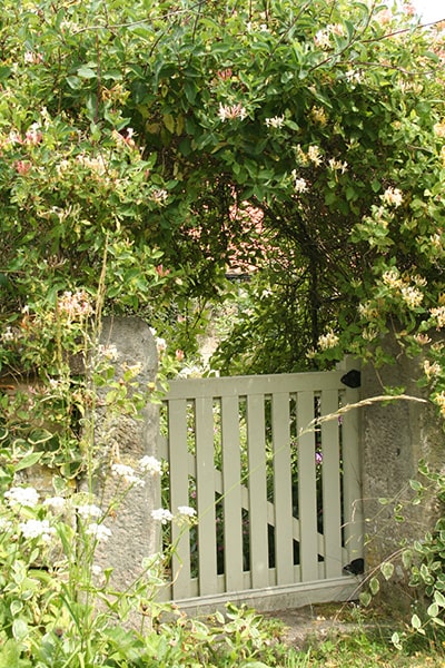 honeysuckle climbing an arch over a gate
