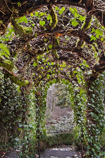 Garden path covered by an ivy arch
