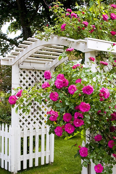 picket fence and arch with climbing red roses