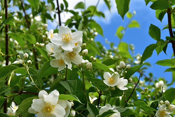 jasmine flowering against blue sky