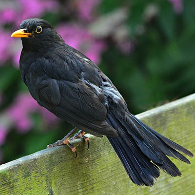 a blackbird stood on a fence