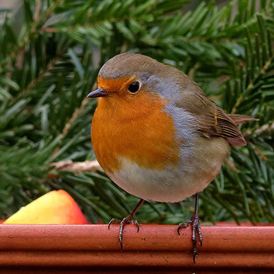 a robin sat on top of a fence