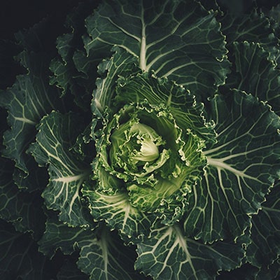 a close-up of a cabbage on a black background 