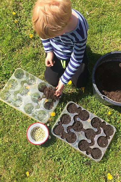 small boy sowing seeds