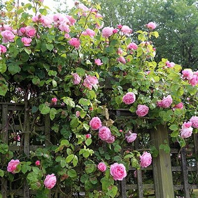 pink roses climbing up a trellis fence