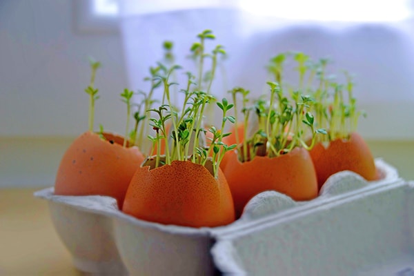 cress growing in egg shells