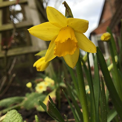 yellow daffodils growing in a garden 