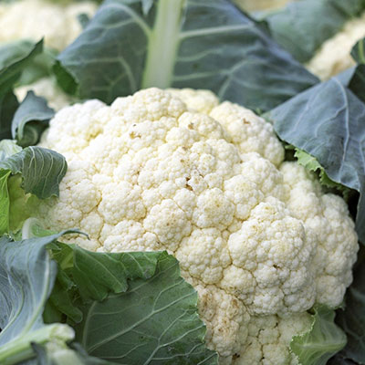 a cauliflower