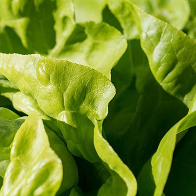 a close-up of a lettuce