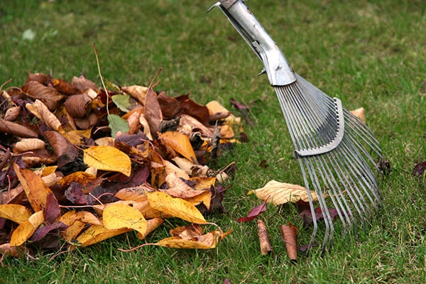 a rake and a pile of brown leaves on a lawn