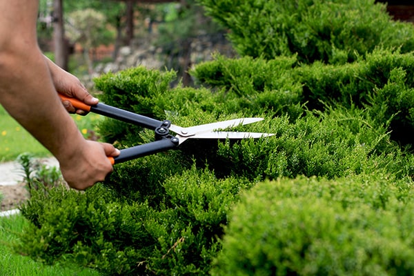 a man using hand shears to cut a hedge