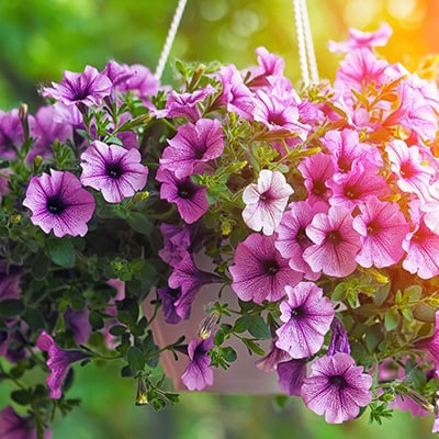 A summer hanging basket containing purple petunia.